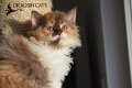 Shiloh Pitt Dragon Cat's04.11 (6)